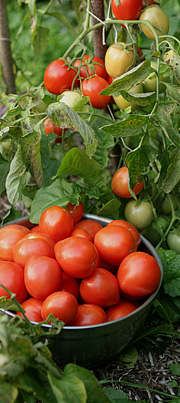 Plukning af tomater