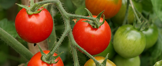 røde tomatet