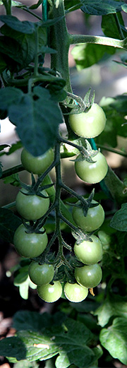 Tomater grønne
