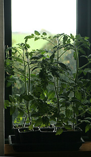 Tomatplanter i vindue
