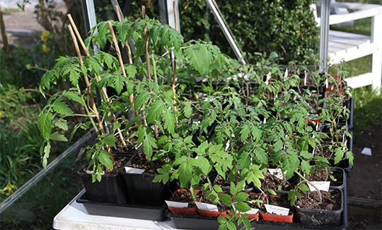 Tomatplanter i drivhus