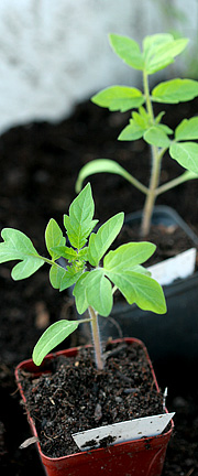 Potning af tomatplanter