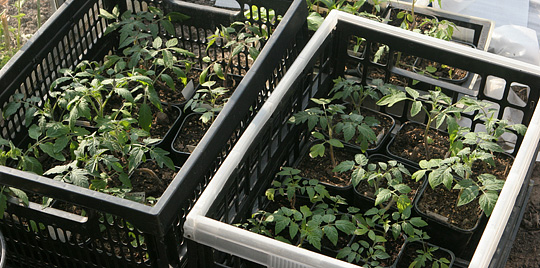 Tomatplanter i drivhus