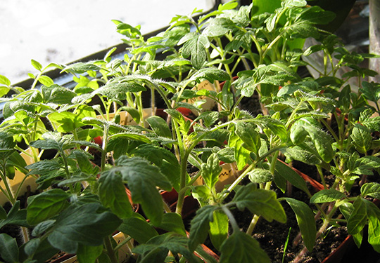 Tomatplanter