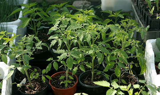 Tomatplanter i maj