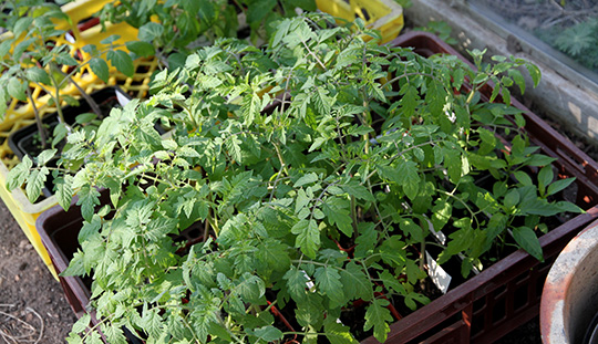 Tomatplanter