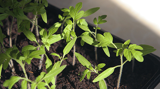 Tomatplanter skal have lys nok