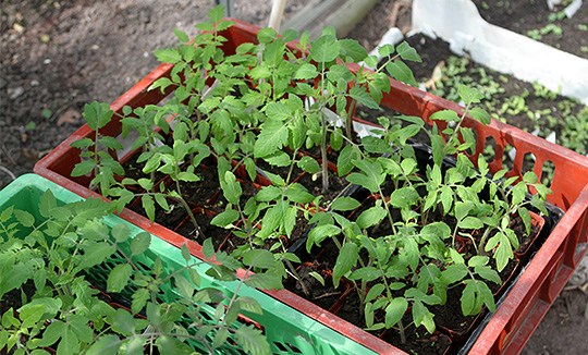 Tomatplanter i drivhus