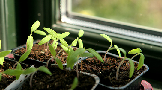 Tomatplanter skal have lys nok