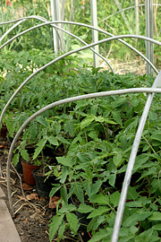 Vækstbuer over tomatplanter
