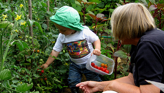 tomatplukning