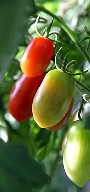 Valg af tomatsorter