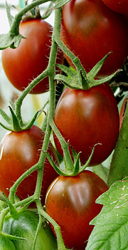 Tomat med mørke tomater
