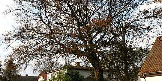 Bøgetræ i november