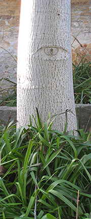 Træ med hvid bark