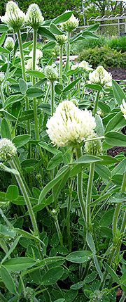 Trifolium canescens