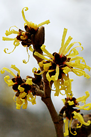 Hamamelis i blomst