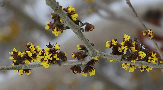 Troldnød i blomst