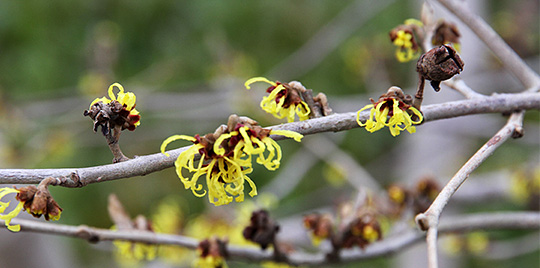 hamamelis