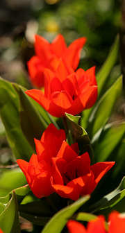 Tulipaner
