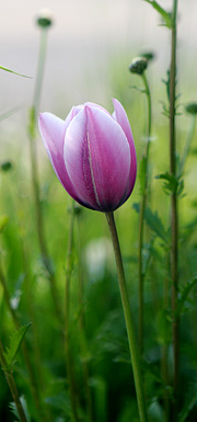 Tulipan