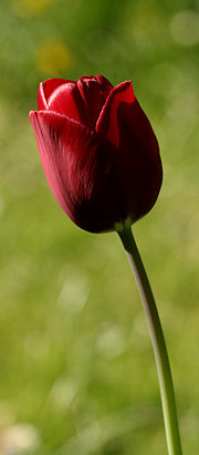 Rød tulipan