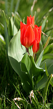 Tulipaner botaniske