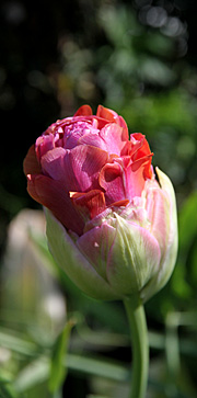 Fyldt gammeldags tulipan