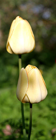 Gul tulipan med rød kant