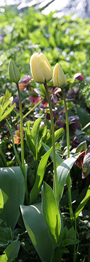 Lysegul tulipan