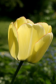 Tulipan