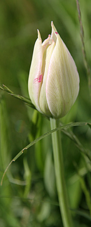 Yndig hvidgrøn tulipan