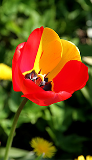 Tofarvet tulipan