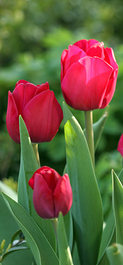 Tulipaner