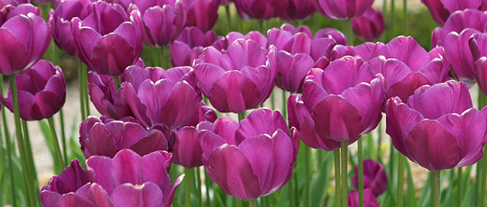 Lilla tulipaner