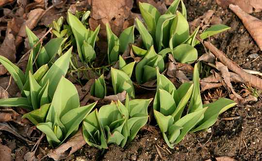 Tulipaner og græs