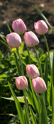 Tulipaner i en smuk lyserød farve