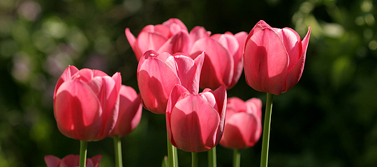 Tulipaner