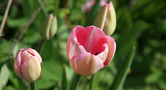 Tulipaner i udspring