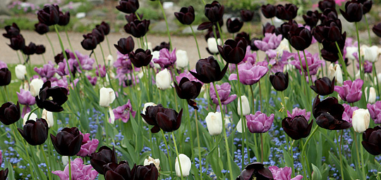 tulipaner og forglemmigej