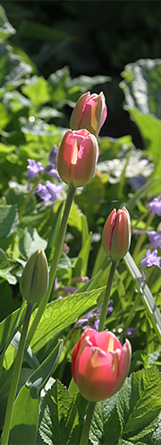 Tulipaner