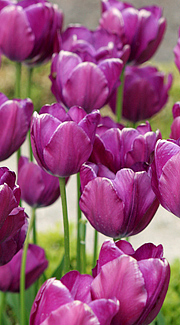 Tulipaner