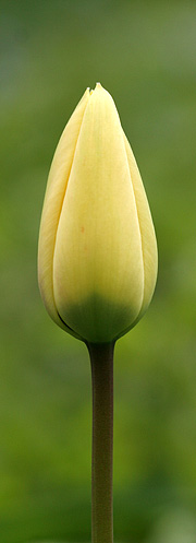 Tulipanknop