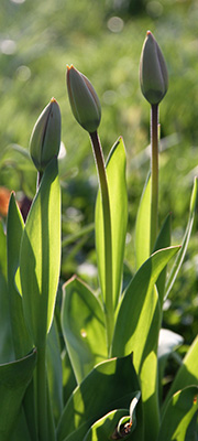 Tulipanknopper.