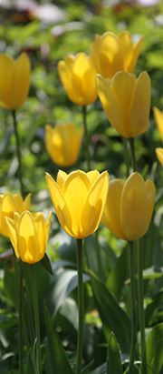 Tulipaner