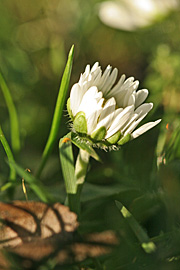 Bellis i januar