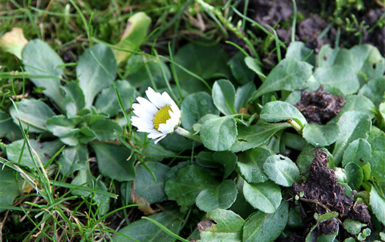 Tusindfryd i blomst