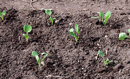 Rosenkål udplantes