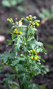 Ukrudt med blomst og frø i januar.