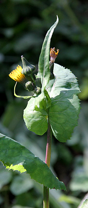 blomstrende udkrudt